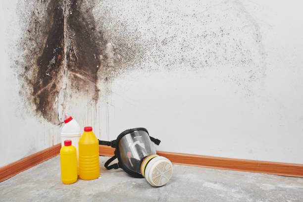 Best Fast Mold Removal  in Mokena, IL
