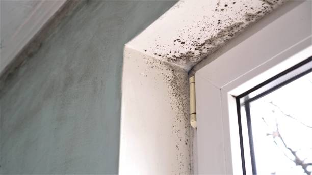 Best Mold Testing  in Mokena, IL