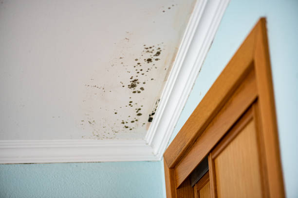 Best Office Mold Removal Services  in Mokena, IL
