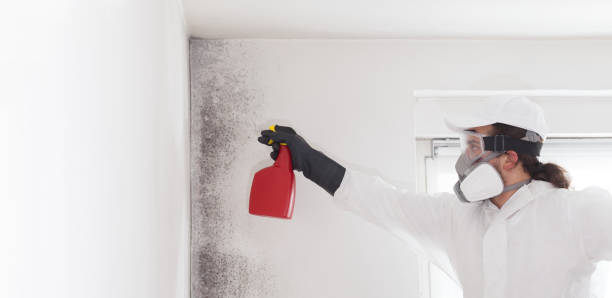 Best Crawl Space Mold Removal  in Mokena, IL