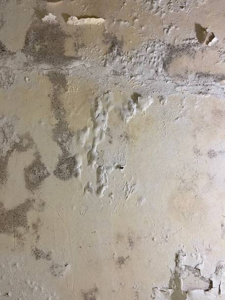 Best Home Mold Removal  in Mokena, IL