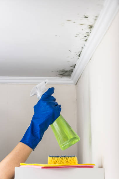 Trusted Mokena, IL Mold Removal Experts