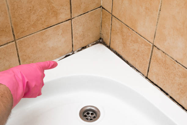 Best Attic Mold Removal  in Mokena, IL